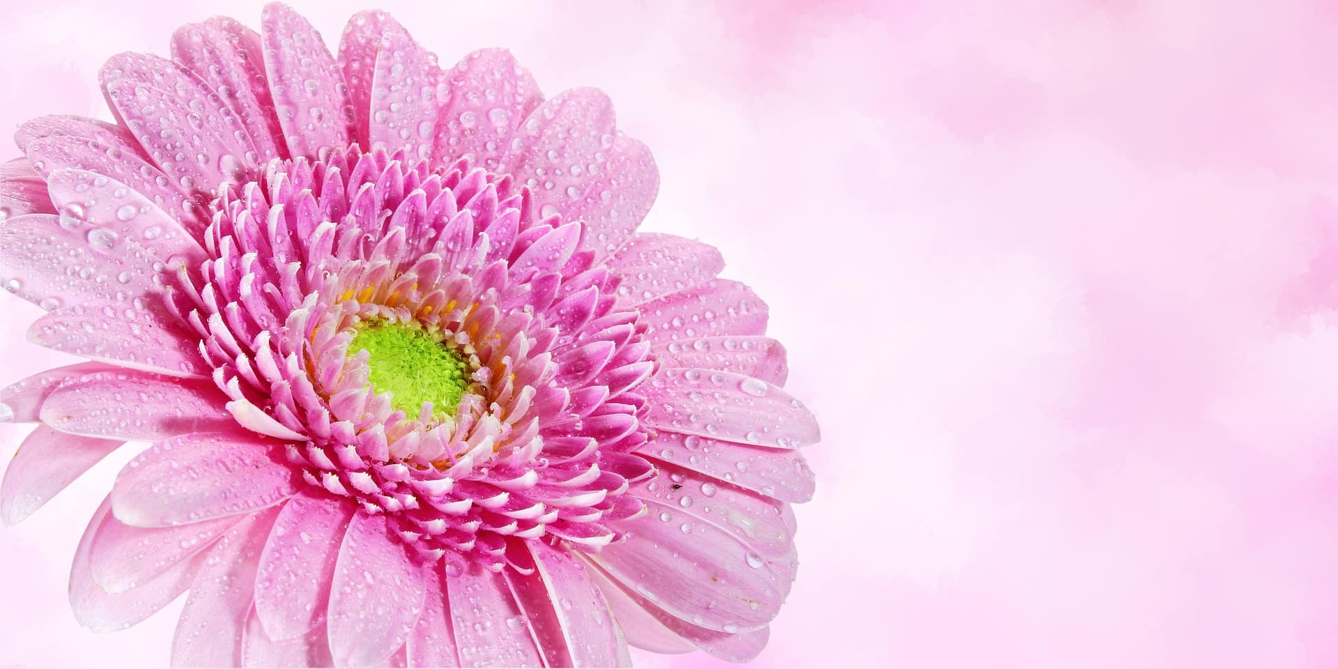 misted flower on pink