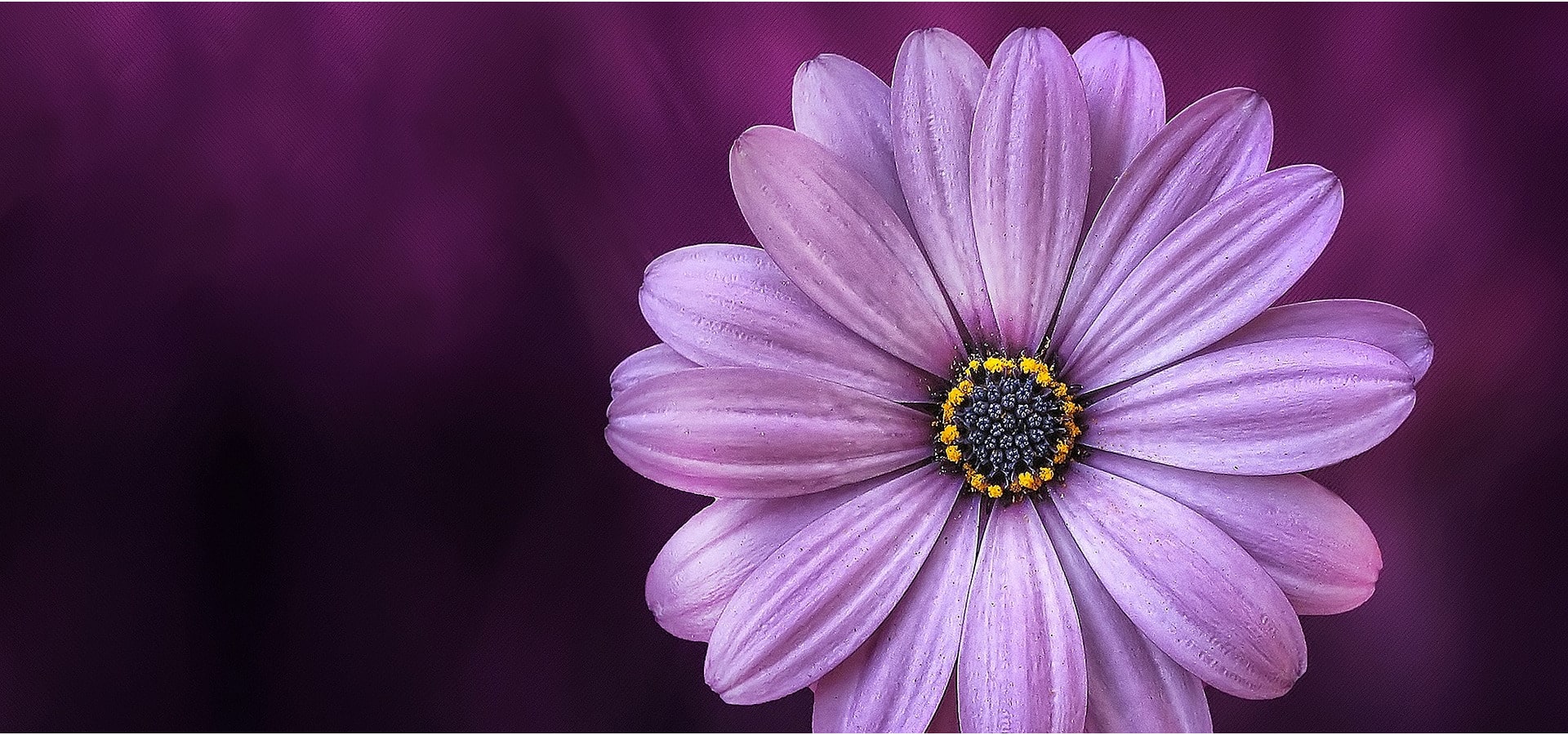 pink flower on purple background