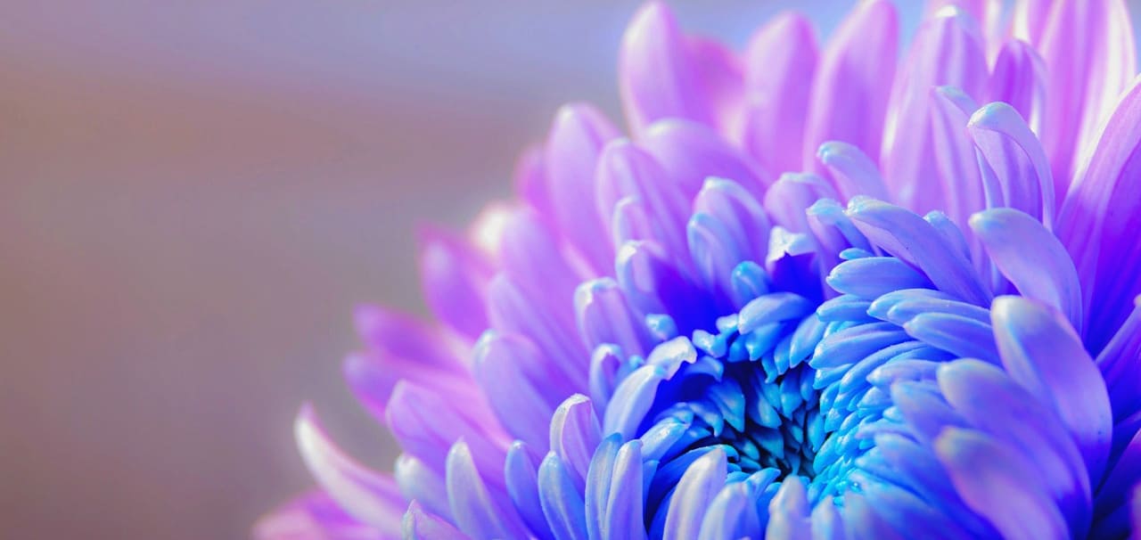 blue chrysanthemum flower closeup